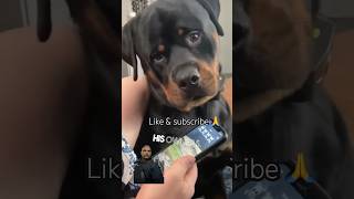 CHECK HE’S REACTIONS #rottweiler #dog #puppy #doglover #ytshorts #funnyanimals