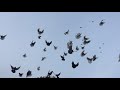 🕊 Ветра нет. Подкидываем Николаевских голубей, что бы не засиживались. Полет Николаевских голубей.