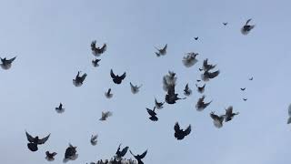 🕊 Ветра нет. Подкидываем Николаевских голубей, что бы не засиживались. Полет Николаевских голубей.