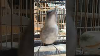 Download Lagu Trà Mi / hoét mày trắng đuôi cụt ( Lesser shortwing ) MP3