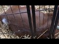Lauren’s turn! LIVE GOAT BIRTH
