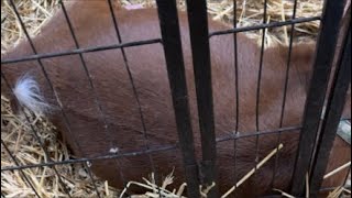 Lauren’s turn!  LIVE GOAT BIRTH