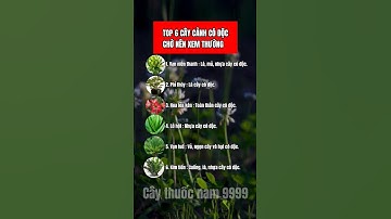 Top 6 loại cây cảnh có độc, không nên chủ quan.
