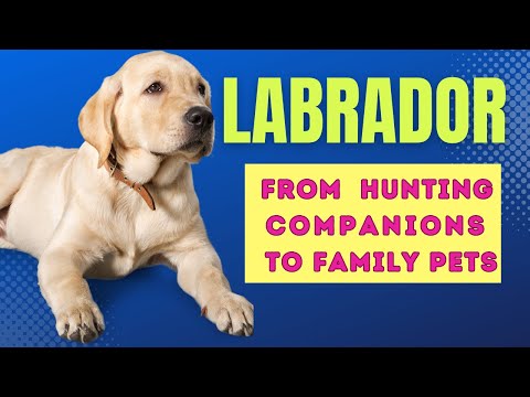 Video: Labrador Retrievere: Wonderful Family Pets og Companions