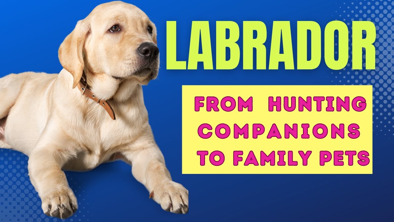 Are Labrador Retrievers Good Family Dogs