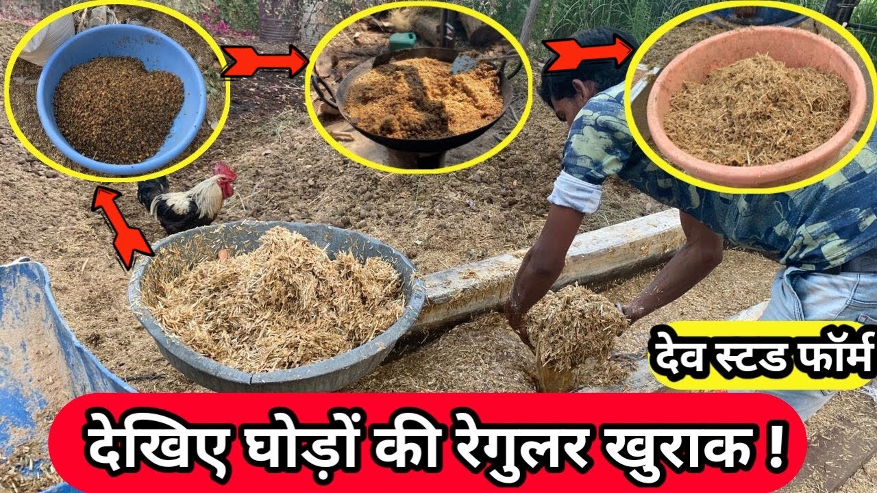 देखिए घोड़ों की रेगुलर ख़ुराक