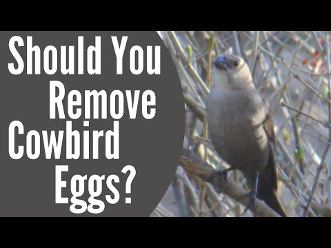 Video: Dove vivono i cowbird dalla testa bruna?