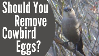 Should You Remove Brown-Headed Cowbird Eggs - Brood Parasitism