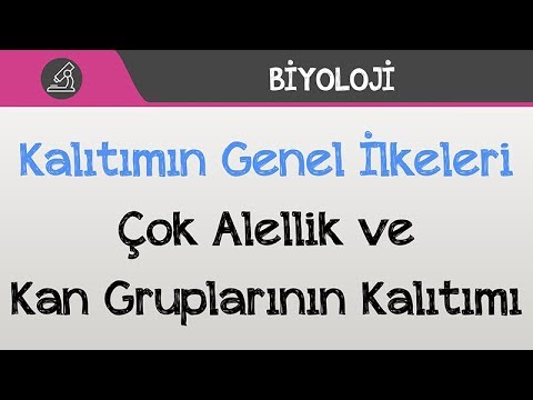 Kalıtımın Genel İlkeleri - Çok Alellik ve Kan Gruplarının Kalıtımı