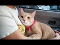 All stuff you can do with a cat is LOVING - Cat and Owner Cute Videos