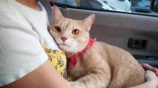 All stuff you can do with a cat is LOVING   Cat and Owner Cute Videos