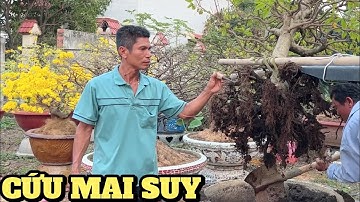 Nghệ nhân nổi tiếng Q12 cứu cây mai bị suy 2 năm mục nát rễ lá me ghép giảo Thủ Đức vườn Sáu Hoàng