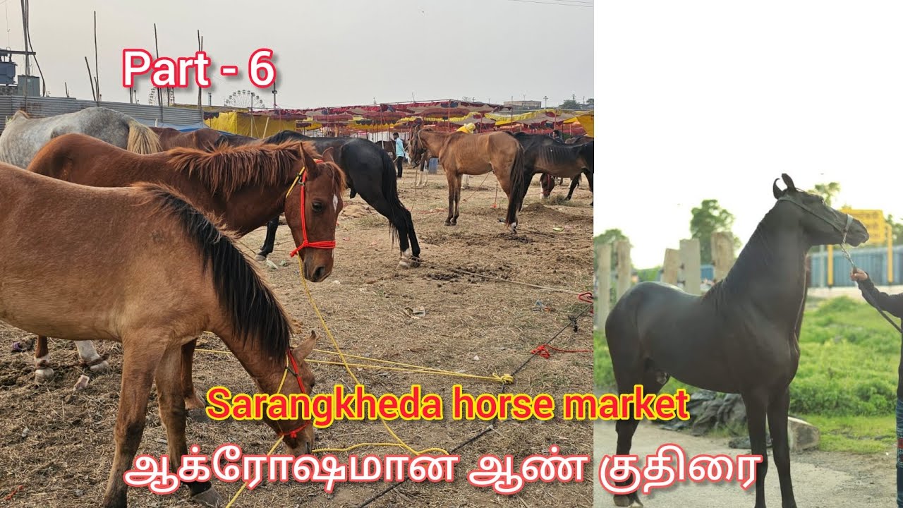 Sarangkheda horse market / சாரங்கேடா  குதிரை சந்தை ஆக்ரோஷமான ஆண் குதிரை