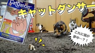 控えめな性格の三毛猫さくらが、唯一興奮して遊ぶおもちゃ！！【キャットダンサー】