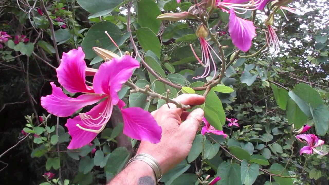 Hong Kong Orchid Tree 