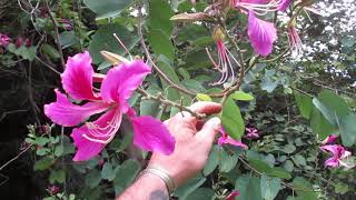 Hong kong orchid tree