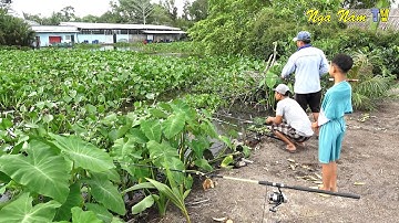 Câu Cá Rô Mề, Câu Cá Tra Miền Tây - Cá Rô Mề, Cua Đồng Luộc Hèm Món Ngon Dân Dã/Fishing/NGÃ NĂM TV