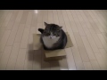 小さ過ぎる箱とねこ。-Too small box and Maru.-