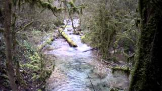 Pêche de la truite au toc dans un magnifique ruisseau(BIS)