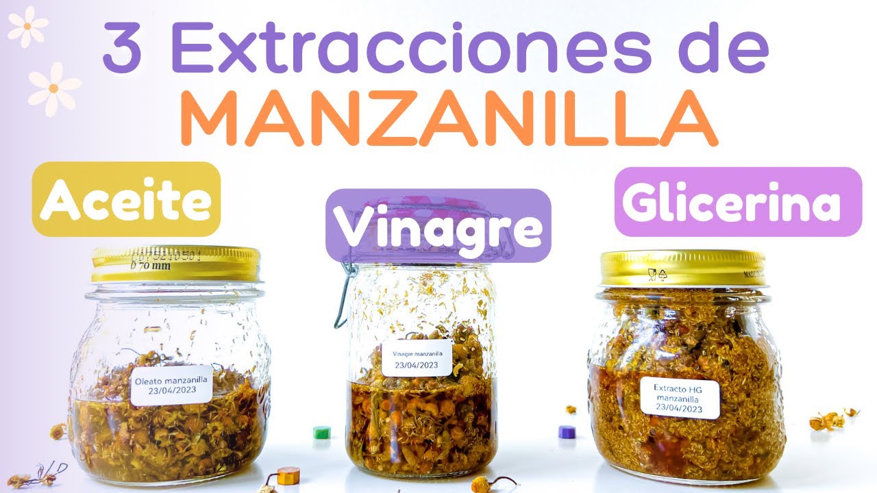 3 Extracciones de MANZANILLA para el cuidado natural 🌼 (Aceite/oleato - vinagre herbal - extracto)