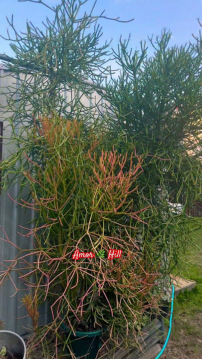 It's on fire #firestick #shortvideo #garden #thanksforsubscribing ##gardening #gratitude #scenic