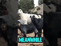 Fun Facts about GOATS that will make you WHAT? #goat #goats #animals #funny #funfacts