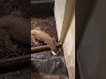 How to train your lizard #reptiles #animals #lizards