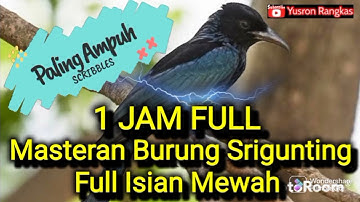 Masteran burung Srigunting full Isian Mewah.