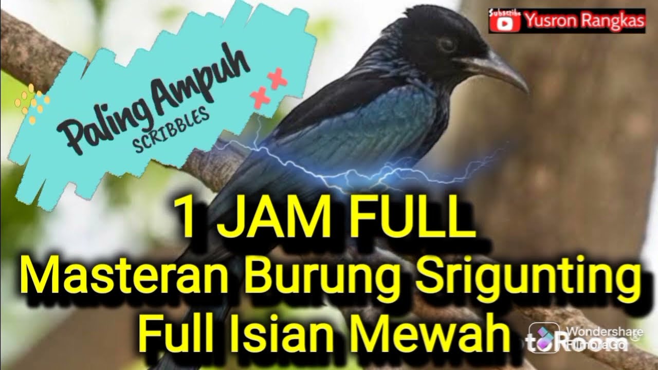 Masteran burung Srigunting full Isian Mewah.