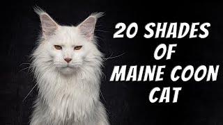 Twenty shades of Maine Coon cat.