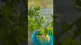 #short: Regrow Celery