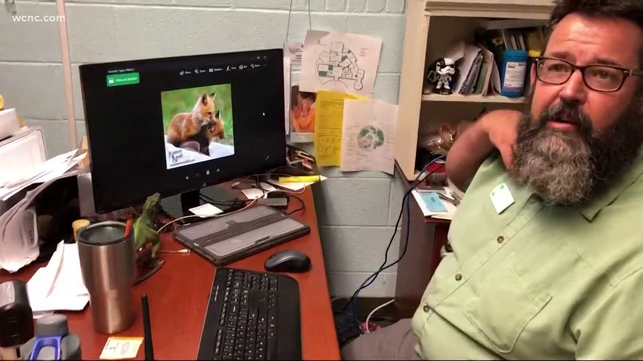 Fox sightings on the rise in NC