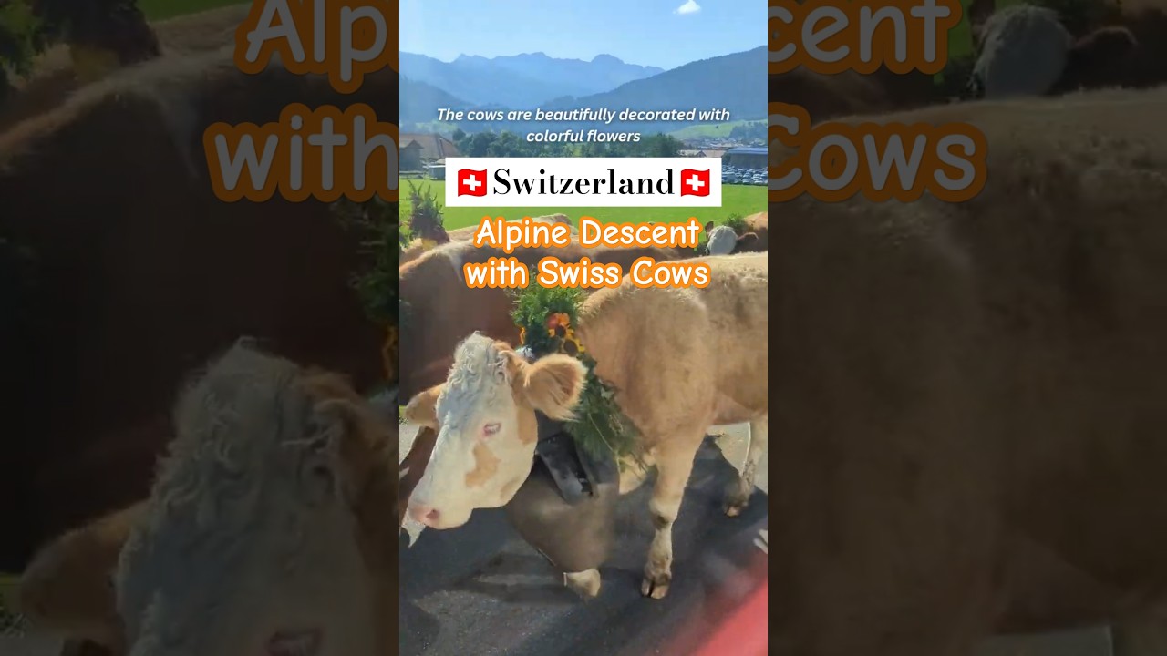 Alpine Descent 🐮 in Plaffeien, Switzerland 🇨🇭 