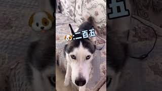 A 二哈被坑到自闭了#狗 #狗狗 #dog #dogshorts #萌宠 #萌宠出道计划 #汪星人 #边牧 #二哈 #中华田园犬 #宠物 #vlog #shorts #shots
