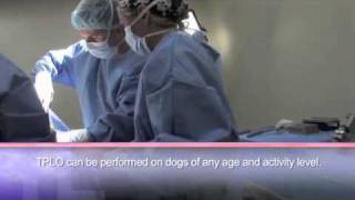 Bucca Goes In For Surgery