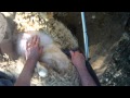 GO PRO : sheep shearing with nick king
