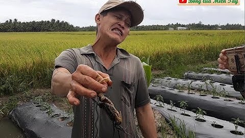 Bắt Cua càng kềnh, cá Lóc trên ruộng ớt nhiều như vậy | Catch crab, snakehead fish... on the field