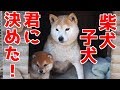 【柴犬子犬】この子を迎えることにしました！　太郎の犬モノガタリ＃１