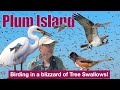 Surrounded by a blizzard of Tree Swallows while birding Plum Island!