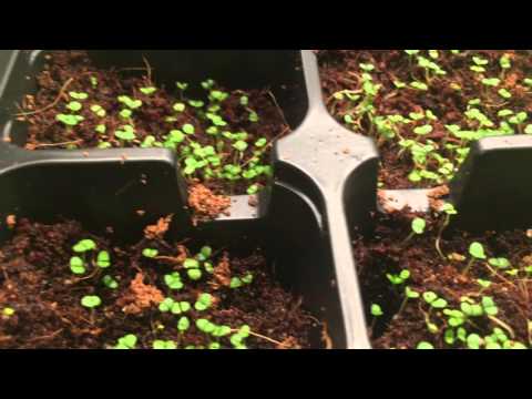 Video: What Is A Water Chestnut: Information om att odla vattenkastanjer