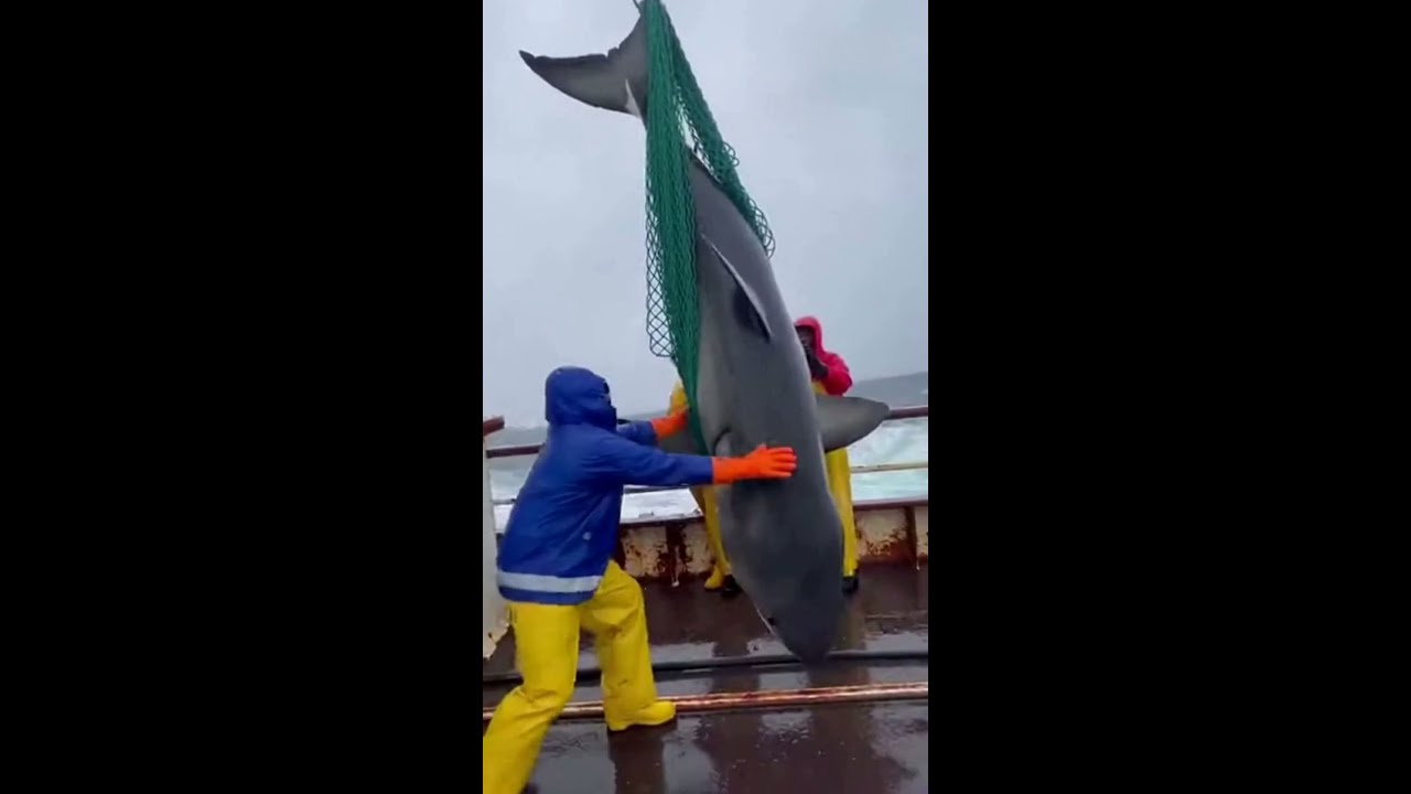 GIANT Shark Nearly EATS Fisherman on Boat! 😱 