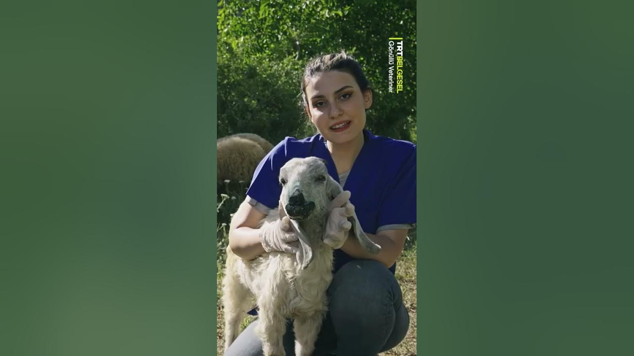 Ektima hastalığı 🐑 - YouTube