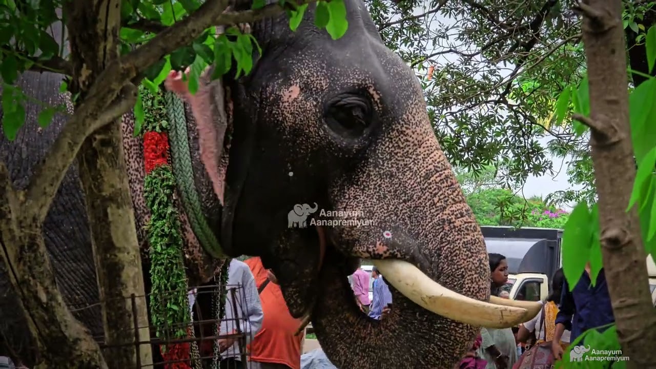 വഴുവാടി കാശിനാഥൻ 🐘 