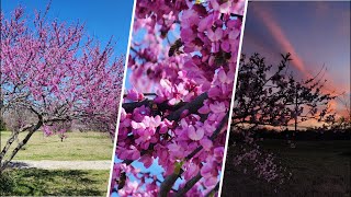 Spring is in bloom on Ferris | NBCDFW