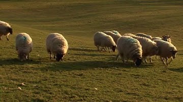 Robin Hood   Interactive Video - Intro - Digital Editing Final CA