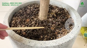 Giải pháp trồng cây trong nhà thông minh với phân trùn quế viên nén SFARM