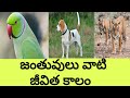 The shortest and longest Lifespan of Animals in Telugu lజంతువులు వాటి జీవిత కాలం