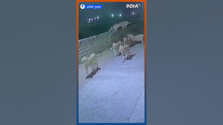 LION VIRAL : गांव में घुसा शेरों का झुंड, शिकार की खोज में काफी समय घूमते रहे शेर