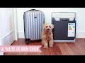 Vacances avec un chien  la valise 