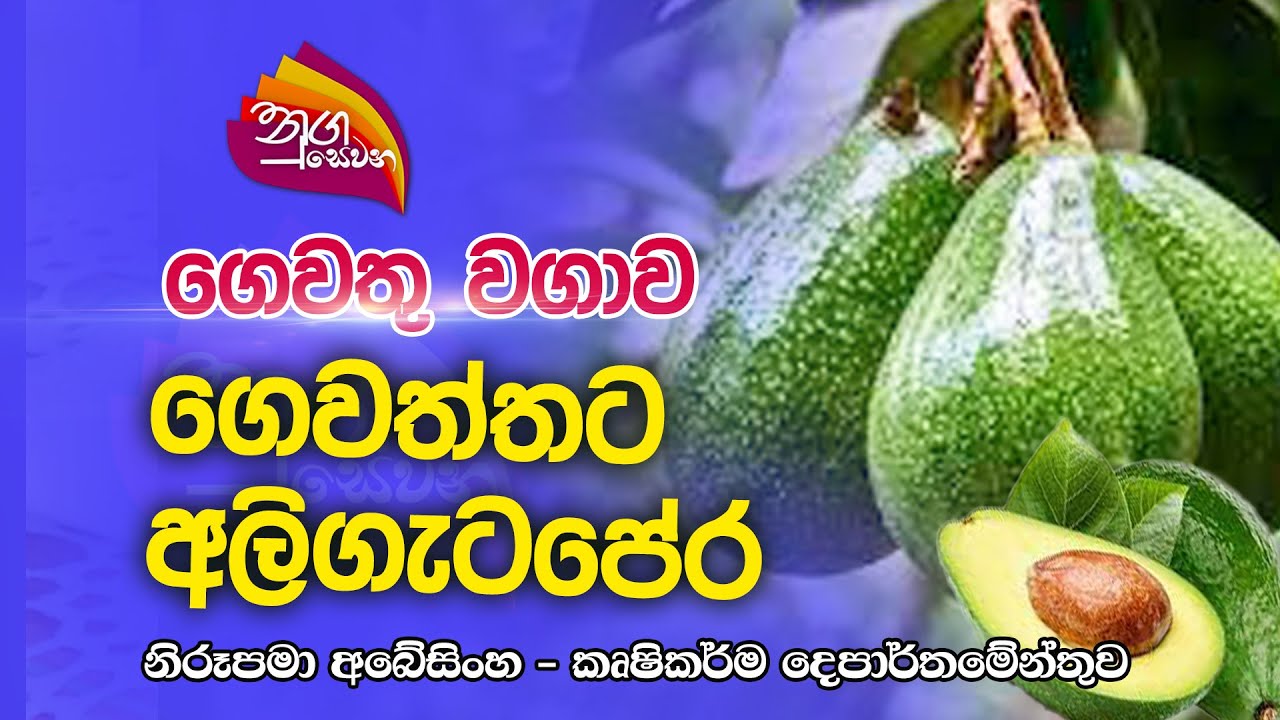 Nugasewana | ගෙවතු වගාව - ගෙවත්තට අලිගැටපේර | 2022-11-11 |Rupavahini